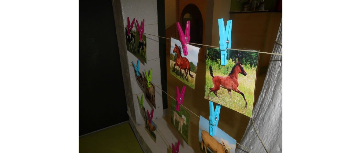 einlaminierte Tierfotos