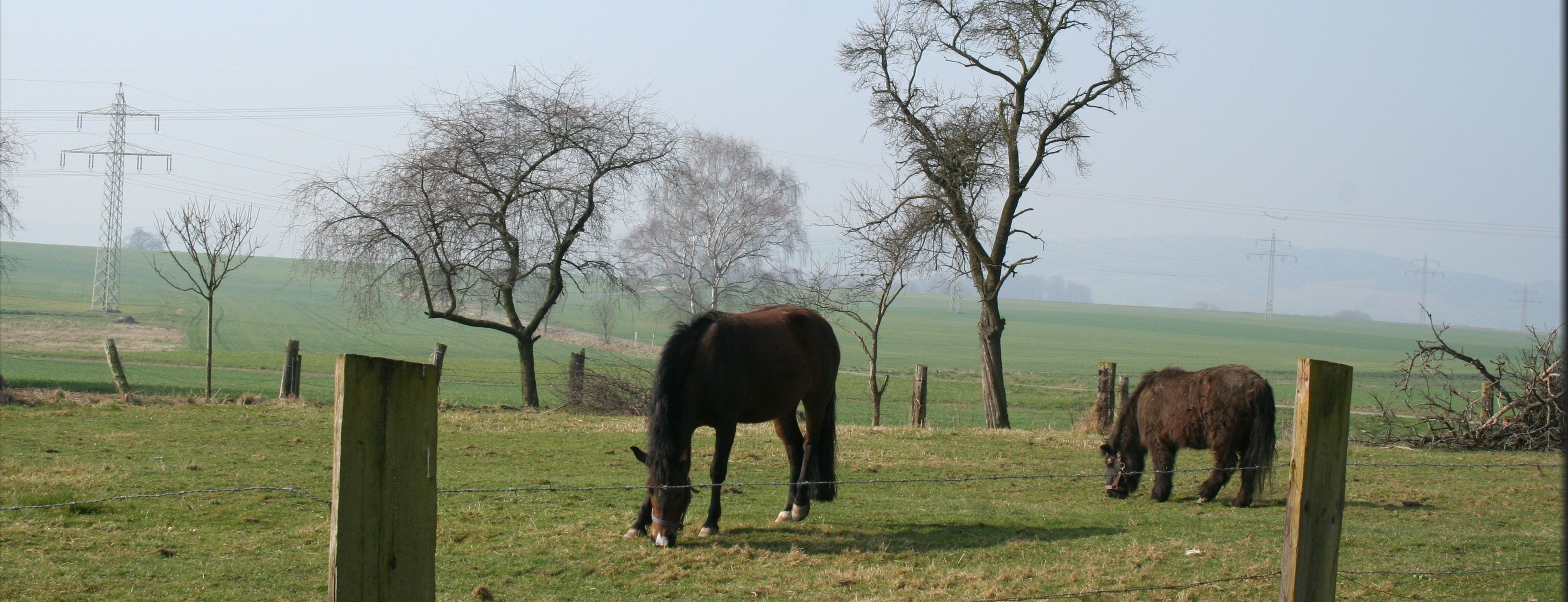 Pferde grasen auf einer Wiese in Behrensen Wappen Behrensen.jpg