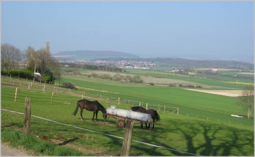Bild von grasenden Pferden auf einer Wiese in Blankenhagen blankenhagen2.JPG