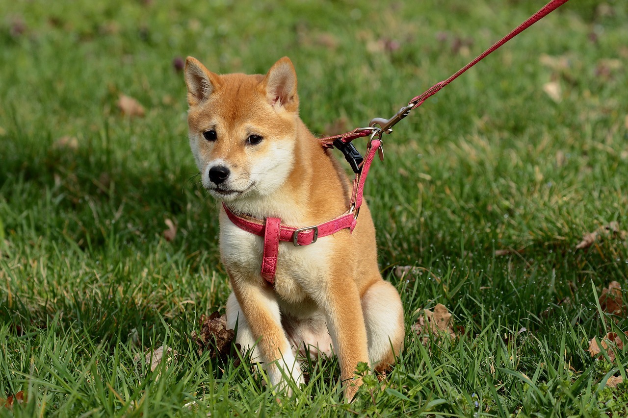 Sitzender Hund an der Leine Hunbd an der Leine sitzt im Gras