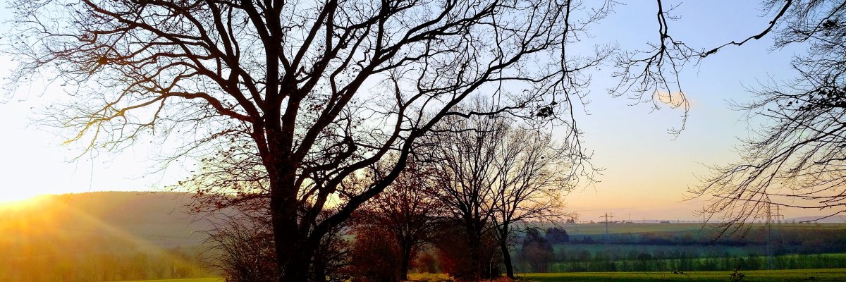 hier ist ein Landschaftsbild mit Bäumen und Wiesen zu sehen