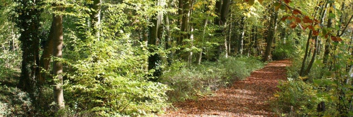 Hier sehen Sie Foto vom Stadtpark Moringen